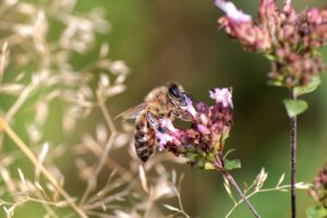 Nachhaltigkeit im garten